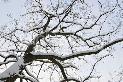 Schwarzweiß Baum