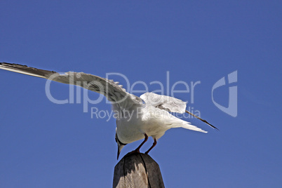 Lachmöwe, Larus ridibundus - Black-headed gull