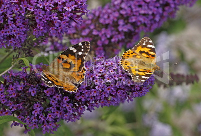 Distelfalter (Vanessa cardui) auf Buddleja davidii