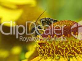 Honigbiene (Apis mellifica) auf Helenium-Hybride