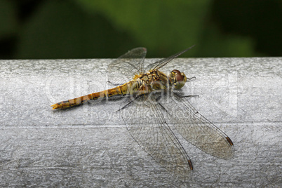 Sympetrum, Heidelibelle