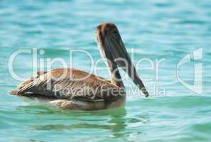 Sea brown pelican