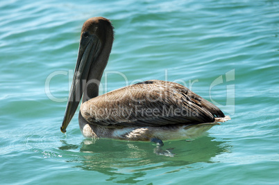 Sea brown pelican