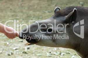 Feeding tapir