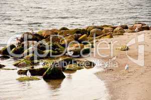 Möwen am Travemünder Ostseestrand