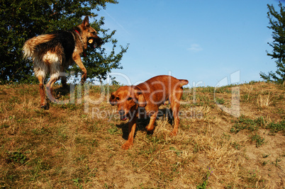Two young dogs playing on the hill