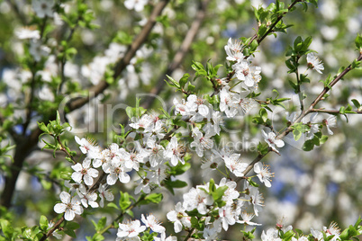 Kirchbaumblüte
