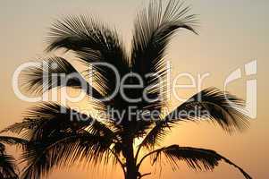 Palm in susnet light in Puerto Escondido