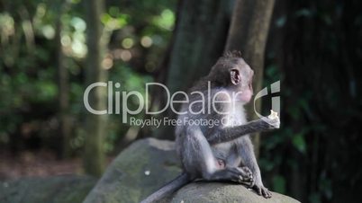 Young monkey sitting on a rock in forest
