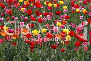 Tulpenfeld bei Gegenlicht im Osnabrücker Land, in Bad Iburg, Niedersachsen