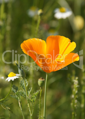 Gelber Klatschmohn