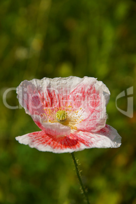 Rot Weisser Mohn