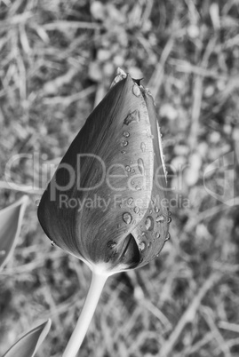 Tulip on a Tuscan Garden, Italy