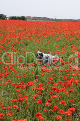 Hund im Kornblumenfeld