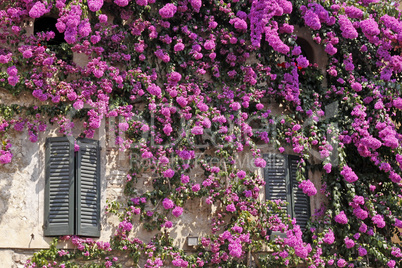 Sirmione, Haus in der Altstadt mit Bougainvillea glabra, Drillingsblume, Gardasee