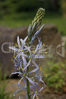 Camassia leichtlinii, Leichtlins Prärielilie