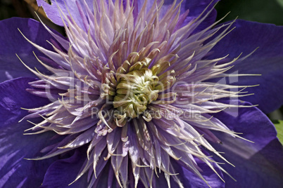 Clematis 'The President', Waldrebe