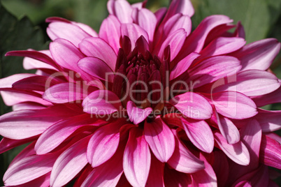 Dahlia-Hybride 'Gallery Nouveau', Dahlie