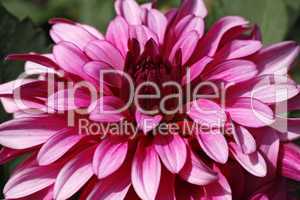 Dahlia-Hybride 'Gallery Nouveau', Dahlie