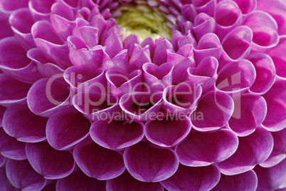 Dahlia-Hybride, Ball-Dahlie