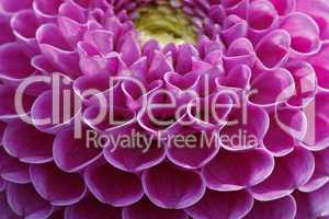 Dahlia-Hybride, Ball-Dahlie