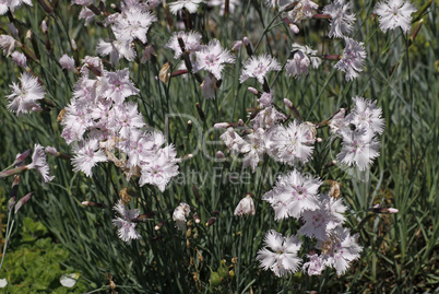 Dianthus-Hybride, Nelke