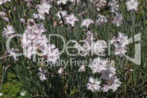 Dianthus-Hybride, Nelke