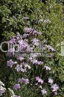Dianthus-Hybride, Nelke
