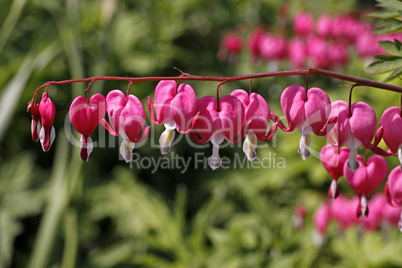 Dicentra spectabilis, Tränendes Herz