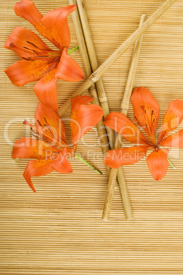 Orange tiger lily
