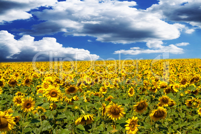 sunflower field