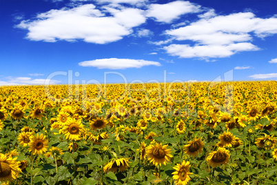 sunflower field sunflower field