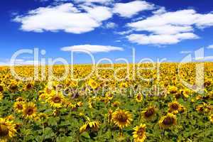 sunflower field