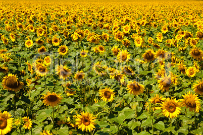 sunflower field