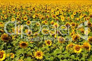 sunflower field