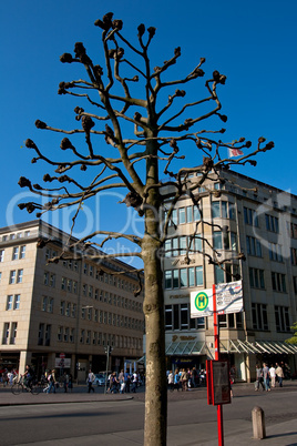 Stadtbaum