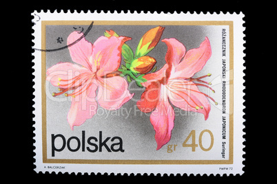 Poland - CIRCA 1974: A stamp Rhododendron