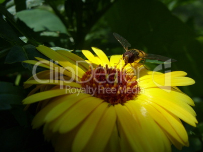 Scwebfliege auf gelber Blüte