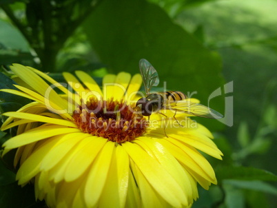 Scwebfliege auf gelber Blüte