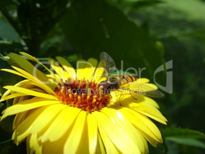 Scwebfliege auf gelber Blüte