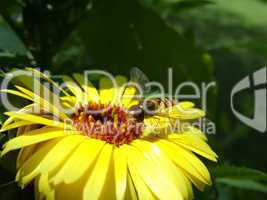 Scwebfliege auf gelber Blüte