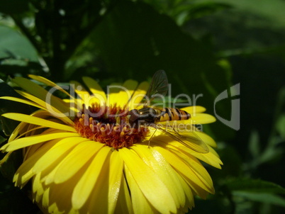 Schwebfliege auf gelber Blüte