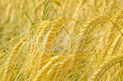 Gerstenfeld - Barley field