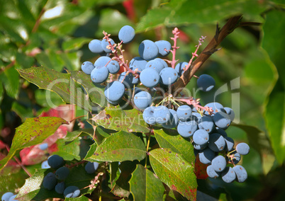 Gewoehnliche Mahonie - Mahonia aquifolium - Oregon grape