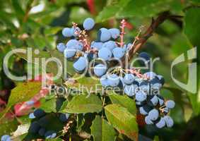 Gewoehnliche Mahonie - Mahonia aquifolium - Oregon grape