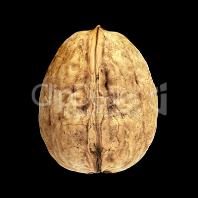 Walnuss - Walnut - Juglans regia