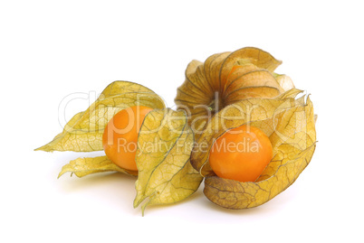 Physalis 08