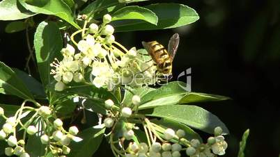Biene auf Blüte 02