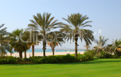 Palms at the beach of  luxury hotel, Dubai, UAE