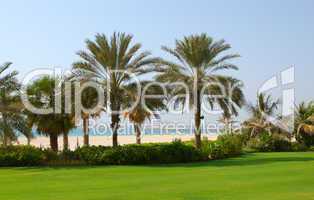 Palms at the beach of  luxury hotel, Dubai, UAE